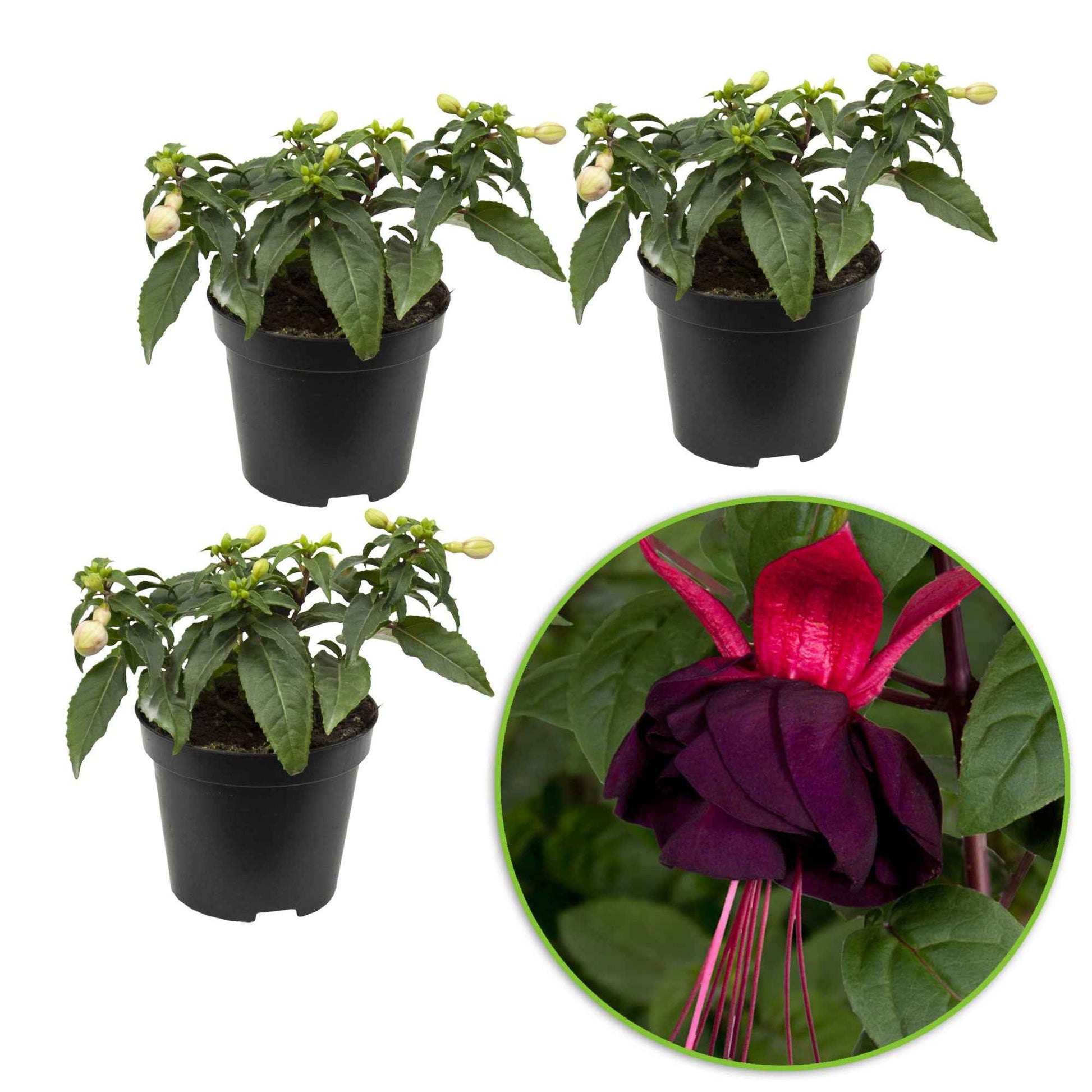 3x Doubles fleurs Fuchsia 'New Millenium' rose-violet - Fleurs de balcon