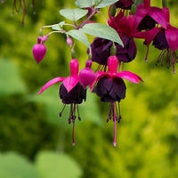 3x Doubles fleurs Fuchsia 'New Millenium' rose-violet - Caractéristiques des plantes