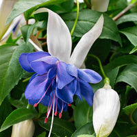 Fuchsia 'Blue Sarah' - Fleurs de balcon