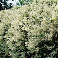 Renouée Fallopia aubertii Blanc - Caractéristiques des plantes