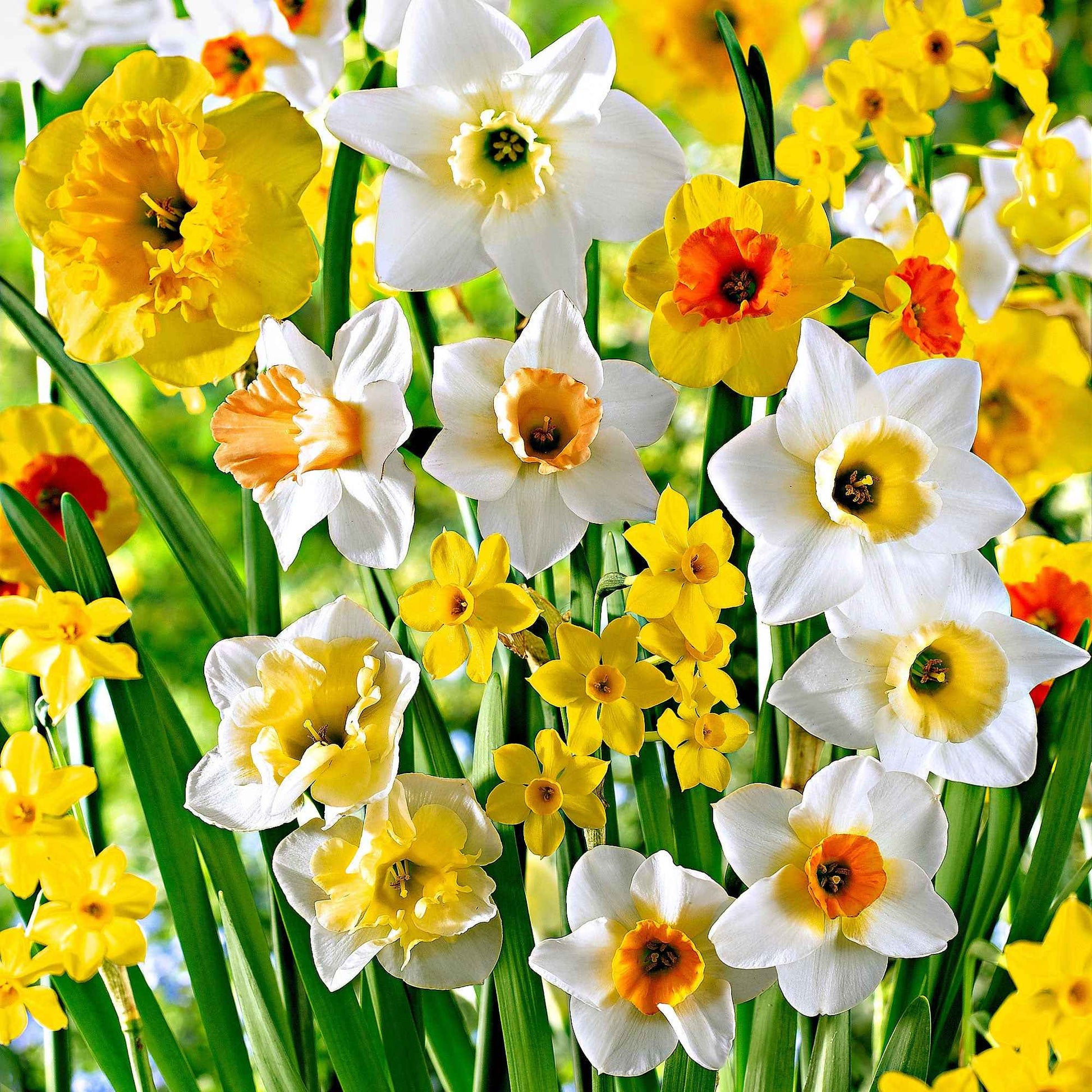 20x Narcisses  Narcissus - Mélange 'Beautiful Fragrance' blanc-orangé-jaune - Arbustes à papillons et plantes mellifères