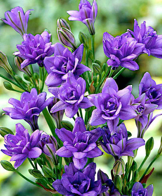 20x Triteleia  'Royal Blue' bleu - Arbustes à papillons et plantes mellifères