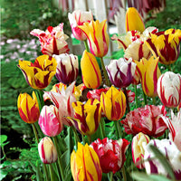 20x Tulipes Tulipa - Mélange 'Rembrandt' - Bulbes de printemps