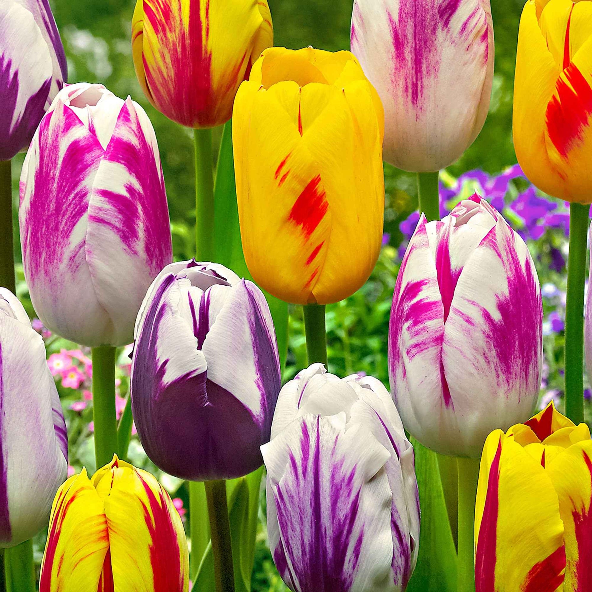 20x Tulipes Tulipa - Mélange 'Rembrandt' - Bulbes à fleurs