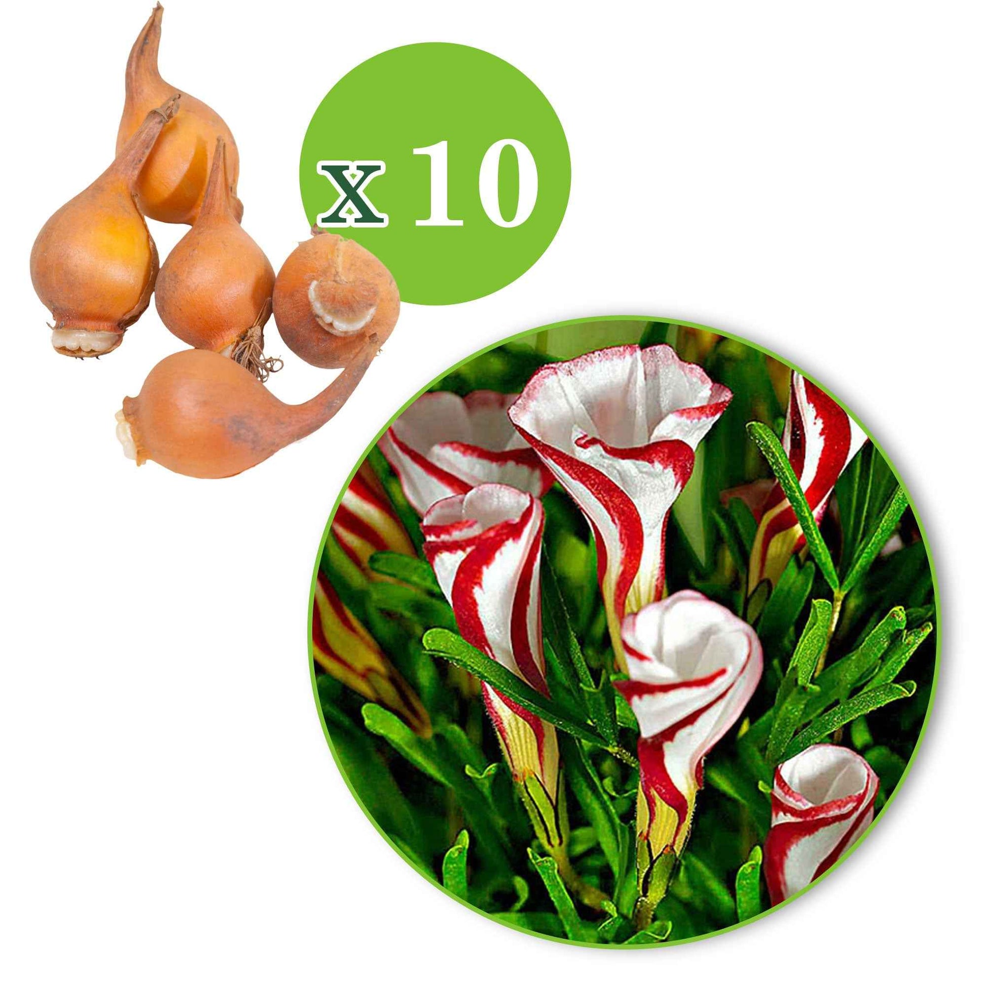 Oxalis versicolor - 1x emballage (10 bulbes) - Bulbes de fleurs par catégorie - undefined