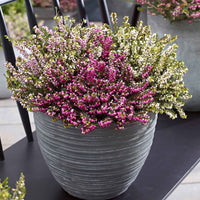 3x Bruyères - Mélange 'Spring Colors' Rose-Blanc-Violet - Arbustes