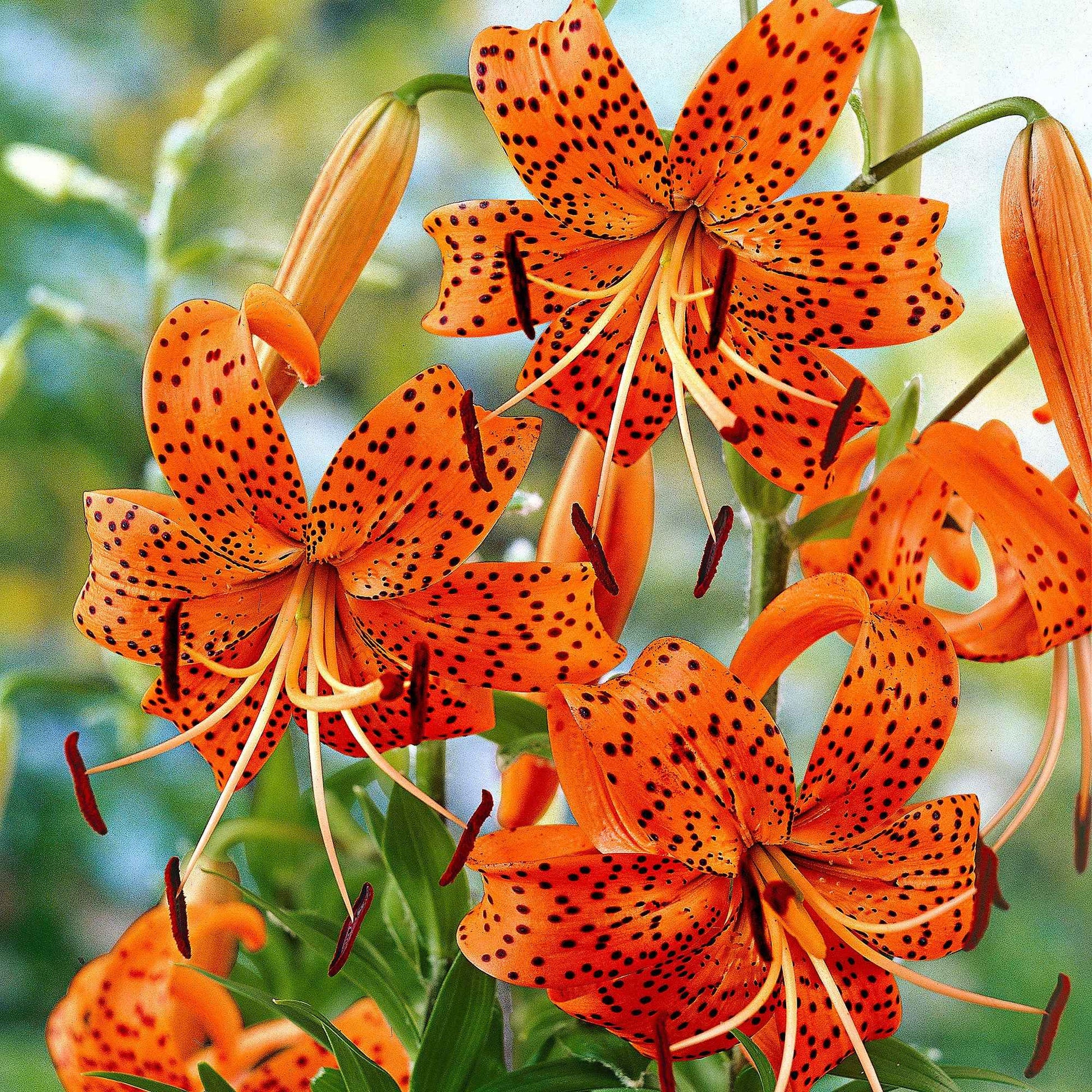 5x Lys Lilium 'Splendens' orangé - Arbustes à papillons et plantes mellifères