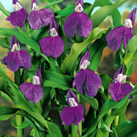 3x Gingembre-orchidée violet - Bulbes de fleurs par catégorie