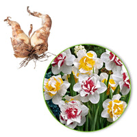 15x Narcisses  Narcissus - Mélange 'Perfect Match' blanc-rose-jaune - Bulbes de fleurs populaires