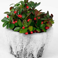 Gaulthérie Gaultheria 'Big Berry' Rouge avec pot décoratif - Arbustes de Balcon