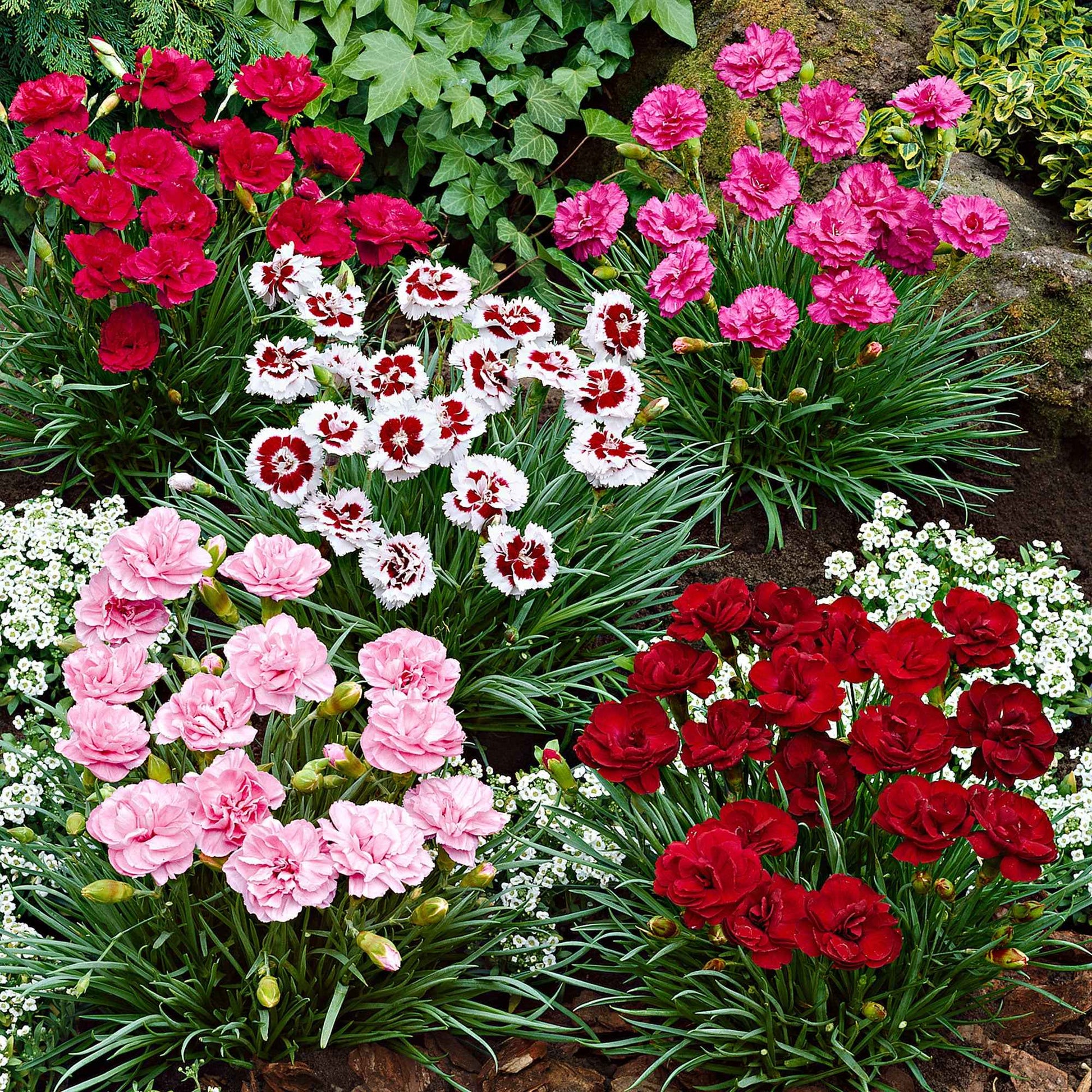 6x Oeillet mignardise Dianthus  - Mélange 'Pretty Pink' Rouge-Blanc-Rose - Caractéristiques des plantes