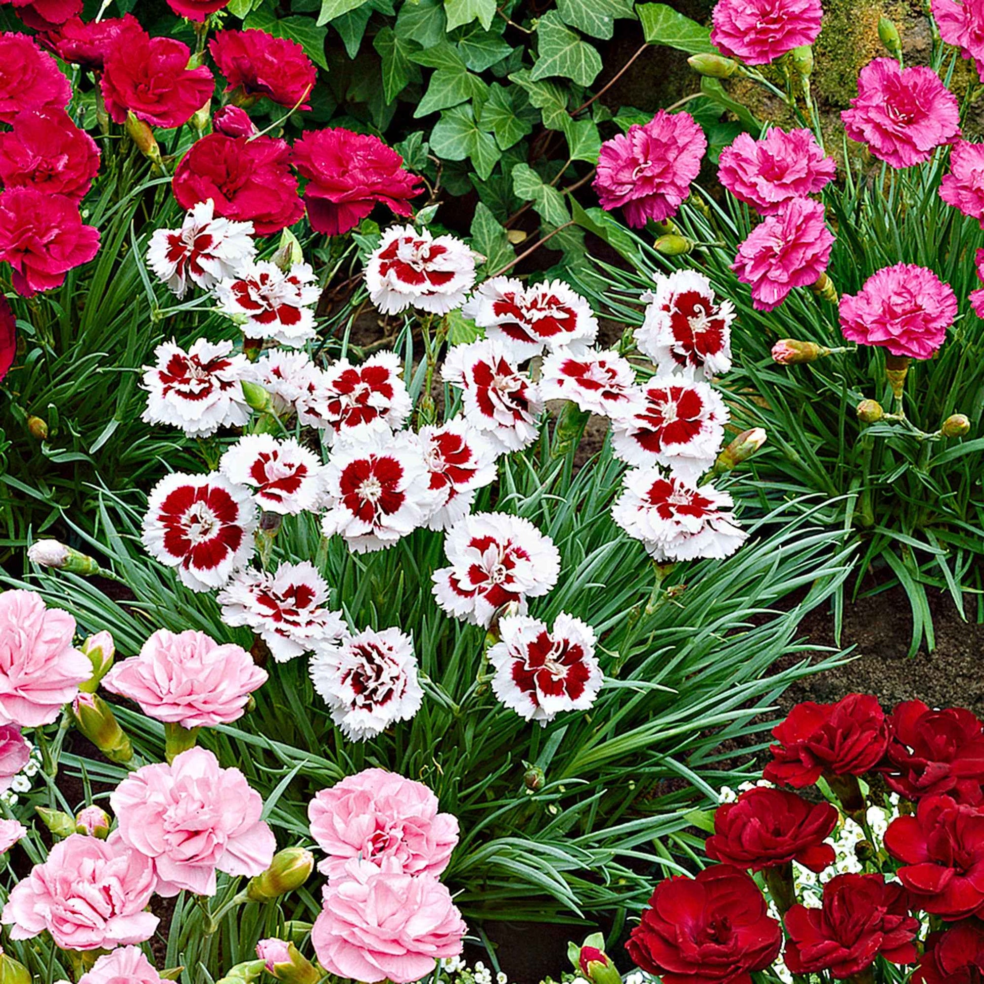 6x Oeillet mignardise Dianthus  - Mélange 'Pretty Pink' Rouge-Blanc-Rose - Plantes de jardin à feuillage persistant