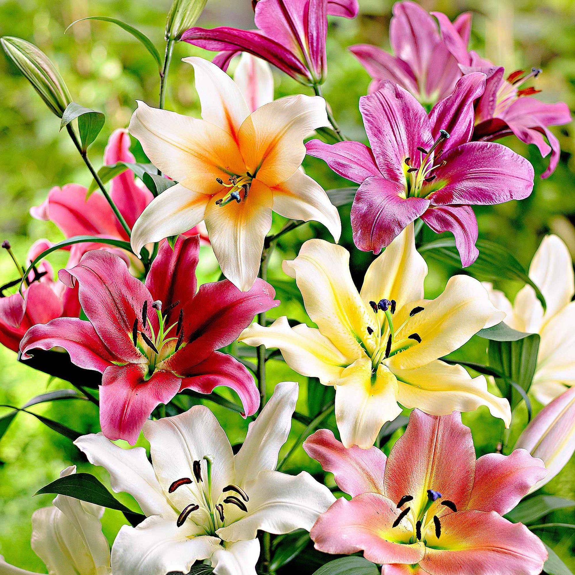 5x Lys Lilium - Mélange 'Sky High' - Tous les bulbes de fleurs populaires