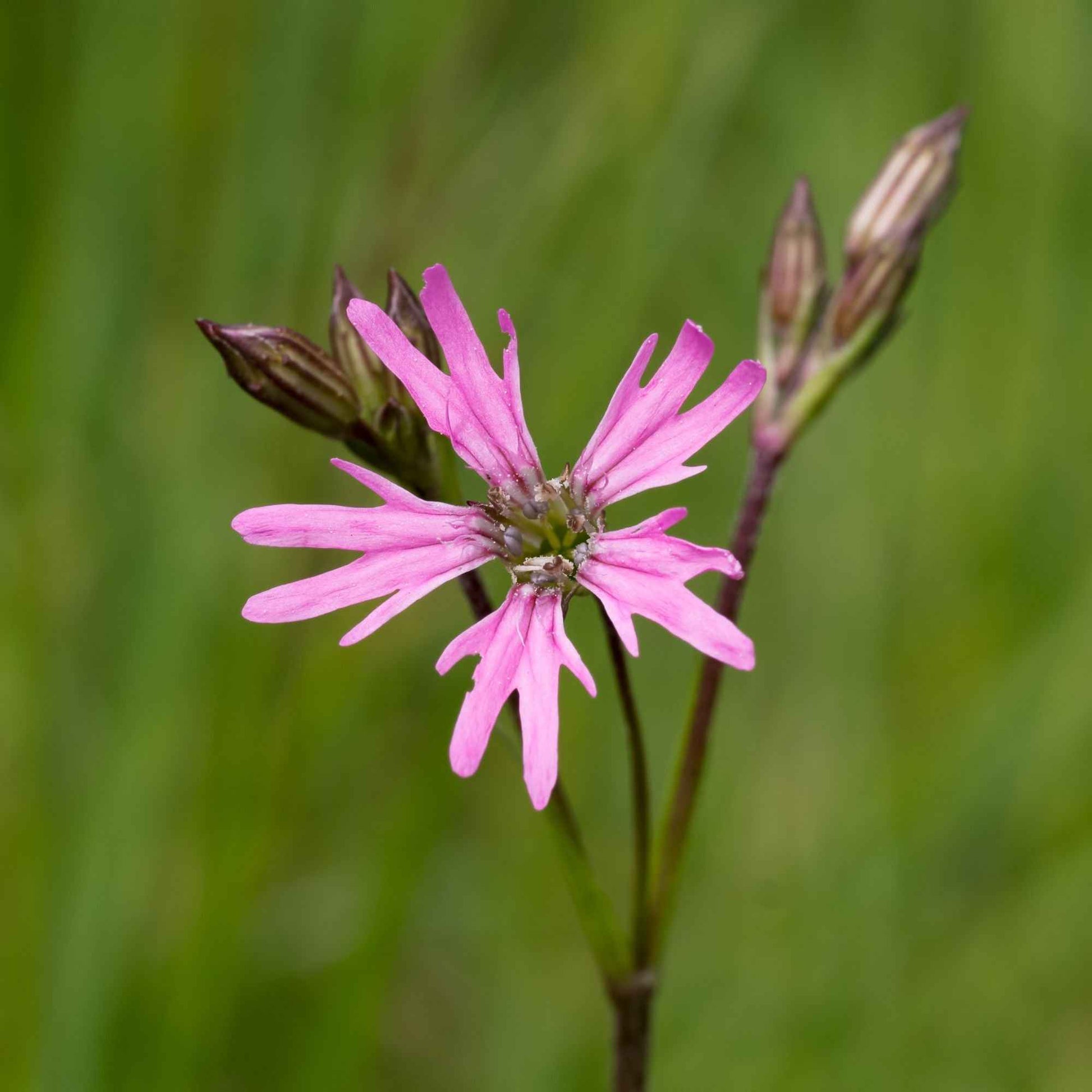 3 Lychnis flos-cuculi - Œillets des près - 3