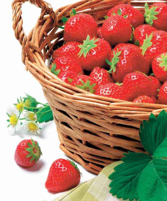 Fraisier Manille ® - Fragaria x ananassa manille ® cov ma 94 73 1 - Fruitiers