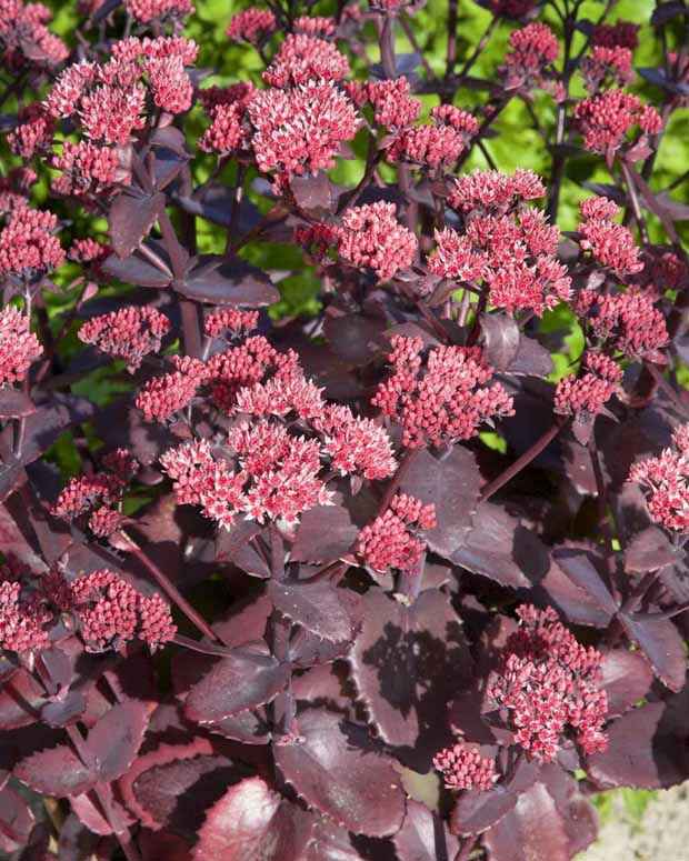 Sedum Chocolate Cherry - Sedum 'chocolate cherry' - Plantes d'extérieur