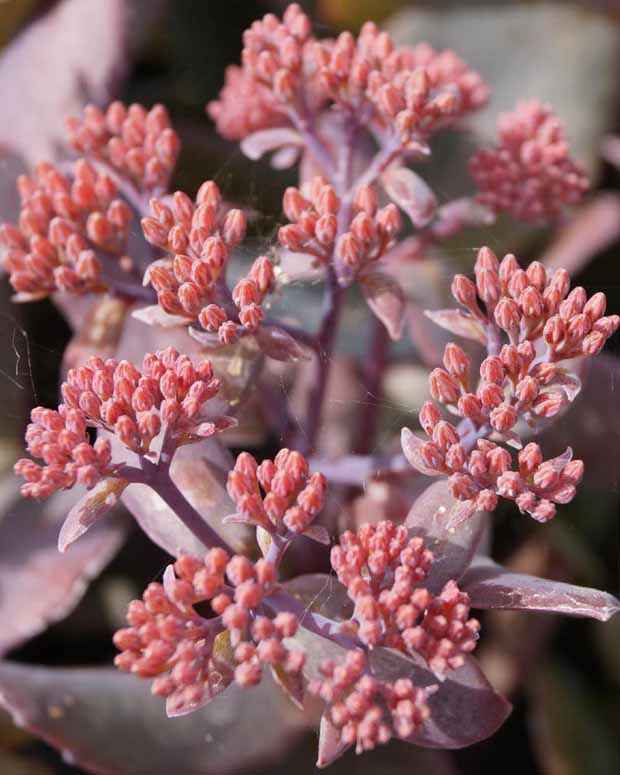 Sedum Chocolate Cherry - Sedum 'chocolate cherry' - Plantes vivaces