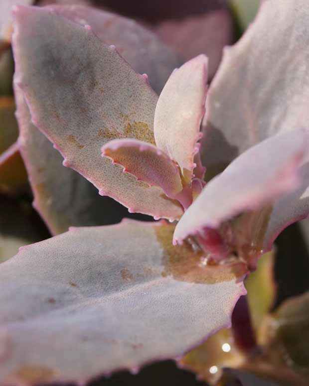 Sedum 'chocolate cherry'