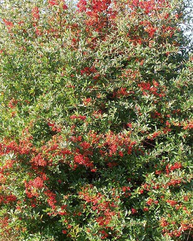 Buisson ardent Dart's Red® Interrada - Pyracantha - Pyracantha coccinea  dart's red ® 'interrada' - Feuillage persistant