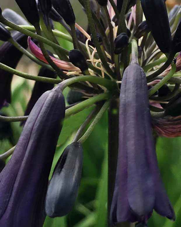 Agapanthe Black Magic - Agapanthus black magic - Plantes vivaces