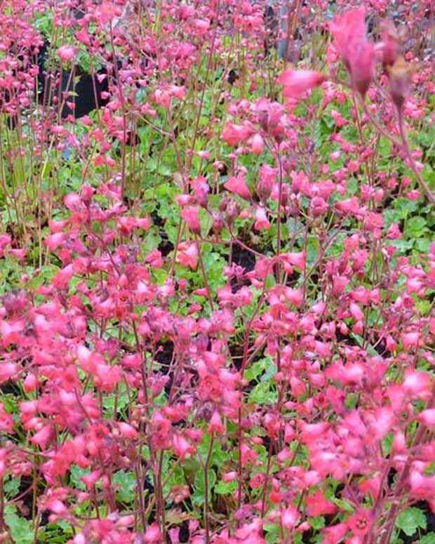 Heuchère Pluie de Feu - Heuchera pluie de feu - Plantes vivaces