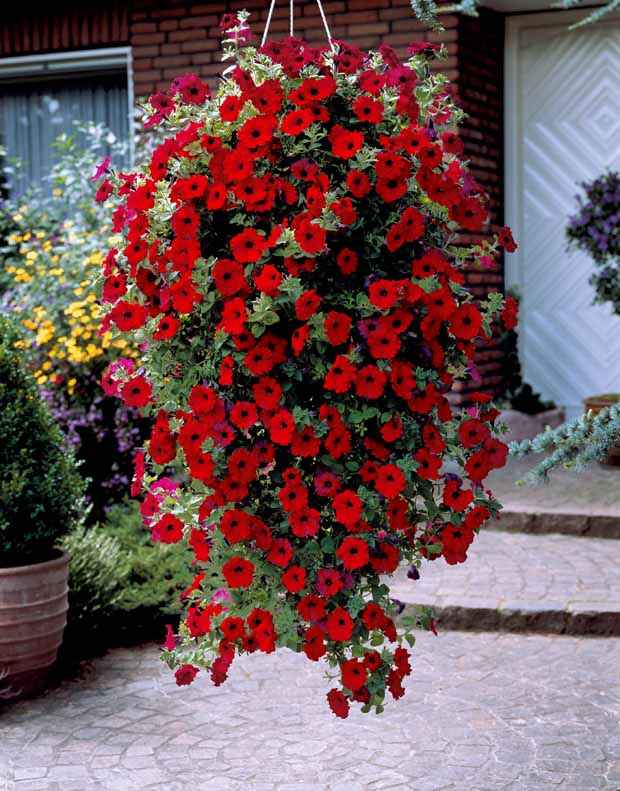 Collection de 9 Pétunias : rouges, roses, jaunes - Petunia - Pour pot et balconnière