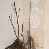 Collection de cassissiers et groseilliers - Ribes rubrum rovada, ribes nigrum neva chereshneva