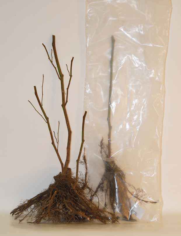 Collection de cassissiers et groseilliers - Ribes rubrum rovada, ribes nigrum neva chereshneva